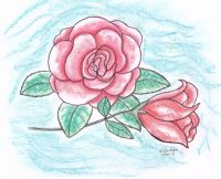 Roses and raindrops